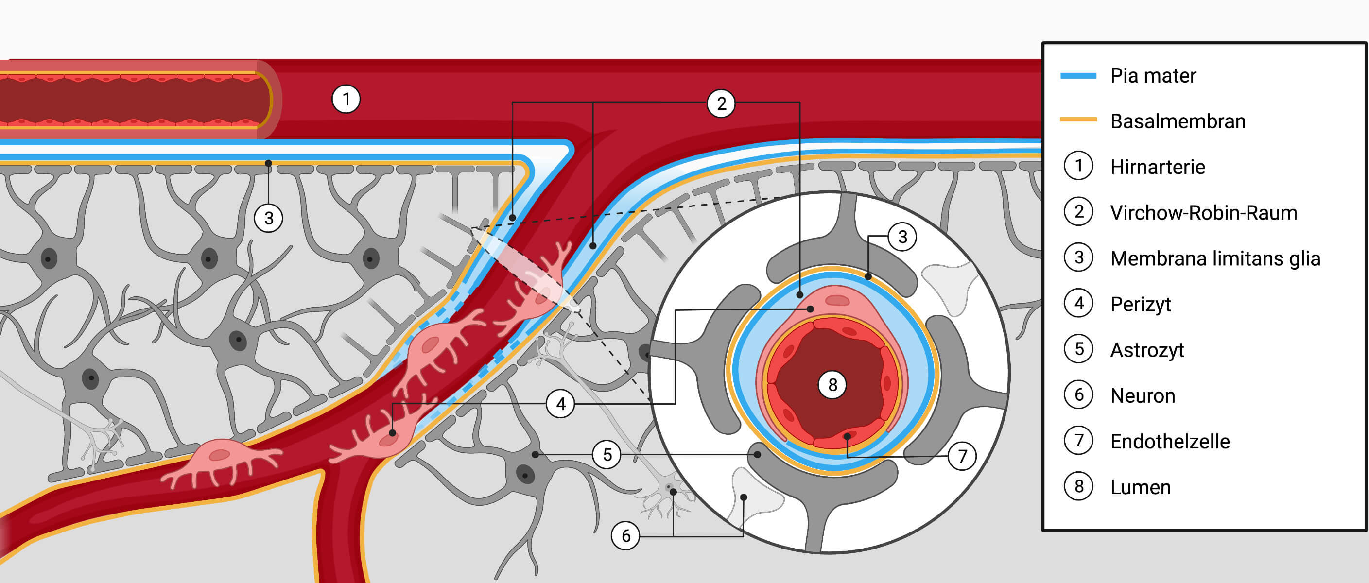 Schematische-darstellung-der-hirngewebsschichten-und-gefaesse