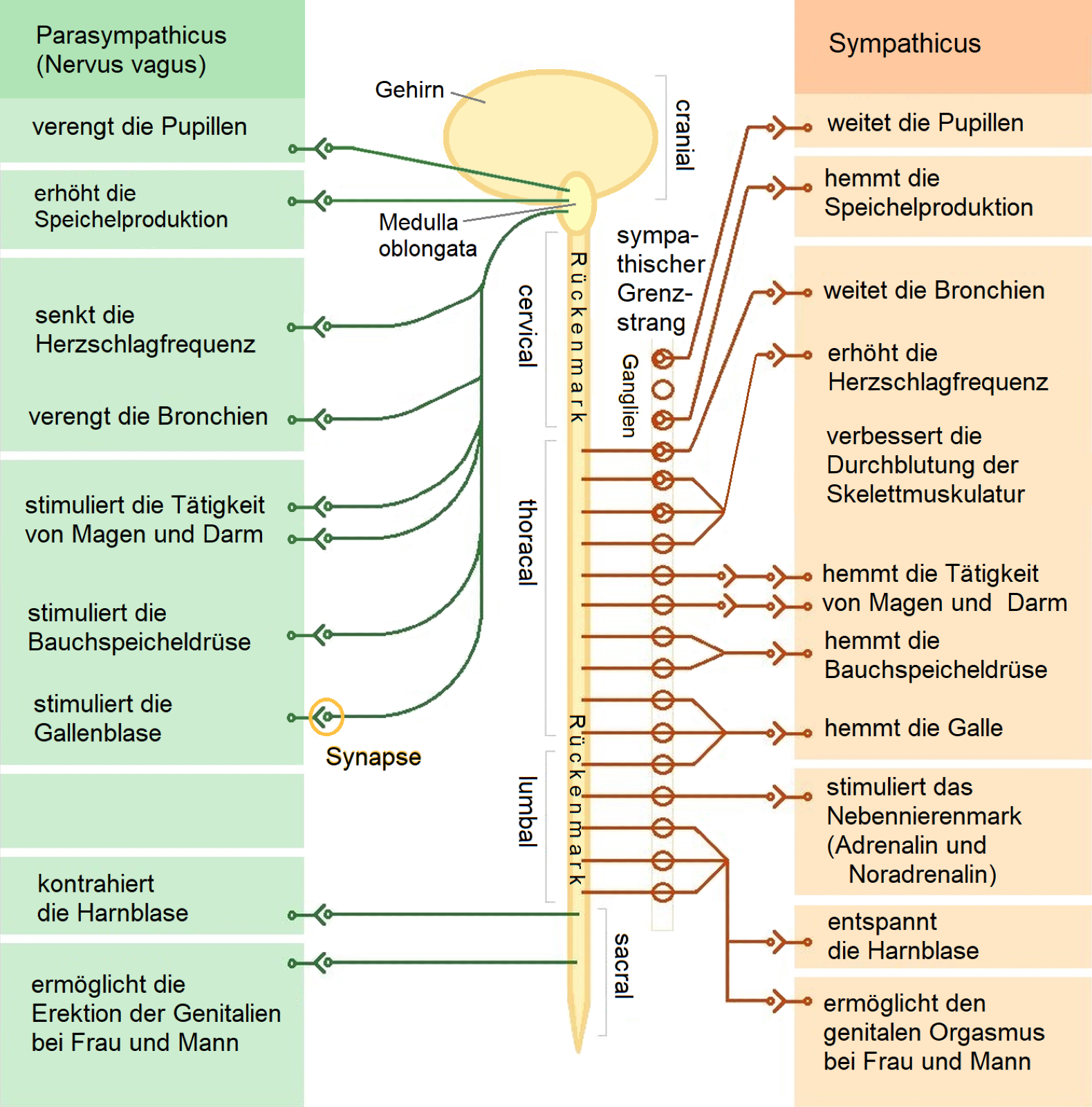 The-vegetative-nervous-system